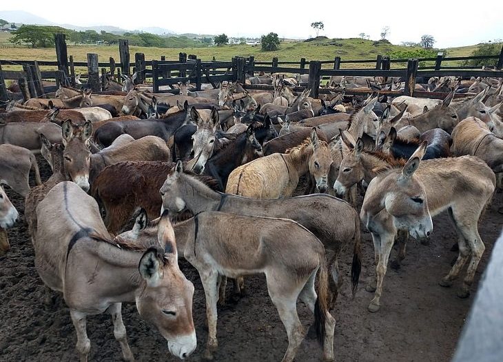 Exportação de jumentos para China cresce na Bahia em meio a fome e caça dos animais #Acesse Política | O site de política mais acessado da Bahia!